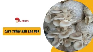 Cách Trồng Nấm Bào Ngư