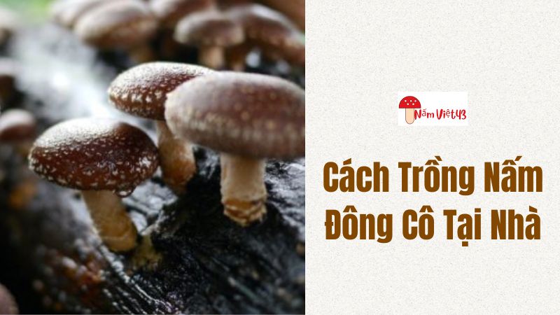 Cách Trồng Nấm Đông Cô Tại Nhà