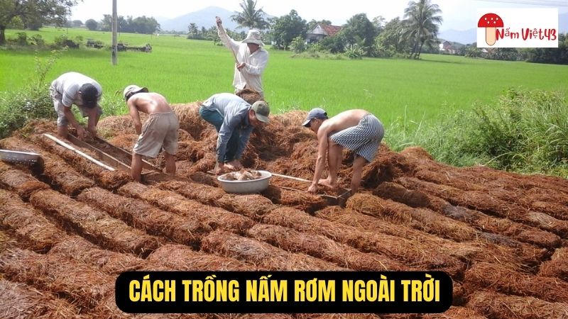 Cách Trồng Nấm Rơm Ngoài Trời