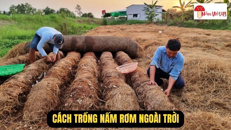 Những Lưu Ý Khi Trồng Nấm Rơm Ngoài Trời