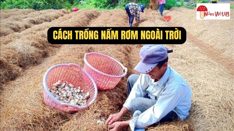 Thu Hoạch Và Xử Lý Mô Nấm Sau Thu Hoạch