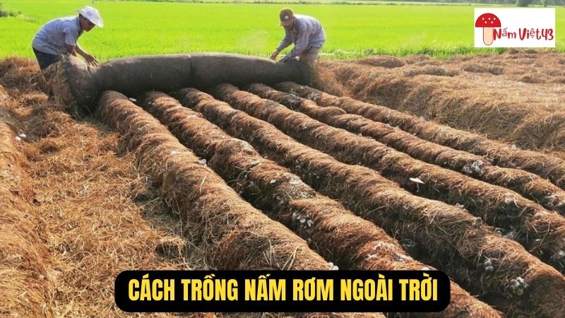 Cách Trồng Nấm Rơm Ngoài Trời