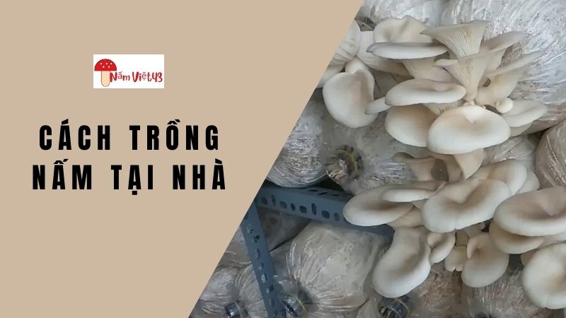 Cách Trồng Nấm Tại Nhà