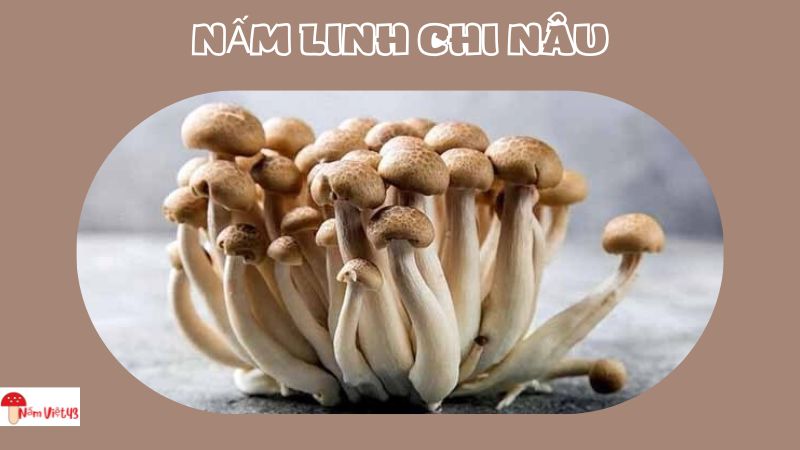 Giới thiệu về Nấm Linh Chi Nâu