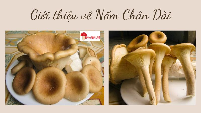 Giới thiệu về Nấm Chân Dài