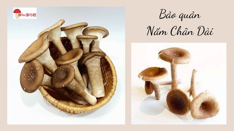 Nấm Chân Dài nên được bảo quản như thế nào?