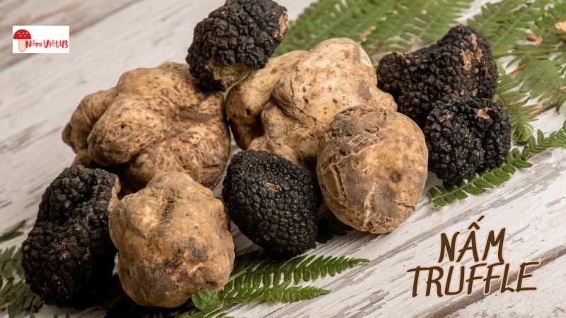 Giới thiệu về Nấm Truffle