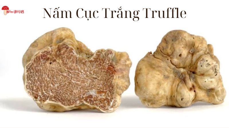 Nấm Cục Trắng Truffle