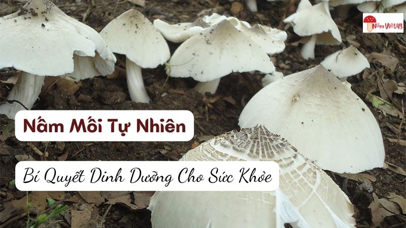 Nấm Mối Tự Nhiên: Bí Quyết Dinh Dưỡng Cho Sức Khỏe