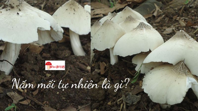 Nấm mối tự nhiên là gì?