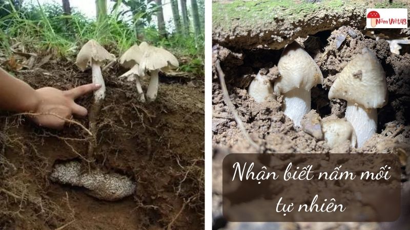 Làm thế nào để nhận biết nấm mối tự nhiên?