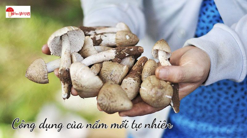 Công dụng của nấm mối tự nhiên