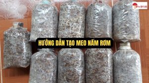 Hướng Dẫn Tạo Meo Nấm Rơm