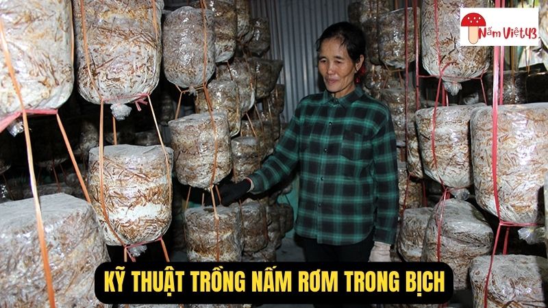 Kỹ Thuật Trồng Nấm Rơm Trong Bịch