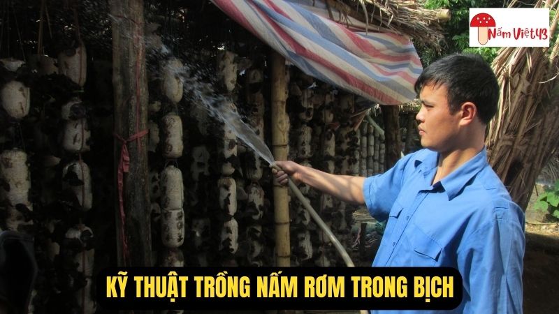 Chăm Sóc Và Thu Hoạch Nấm