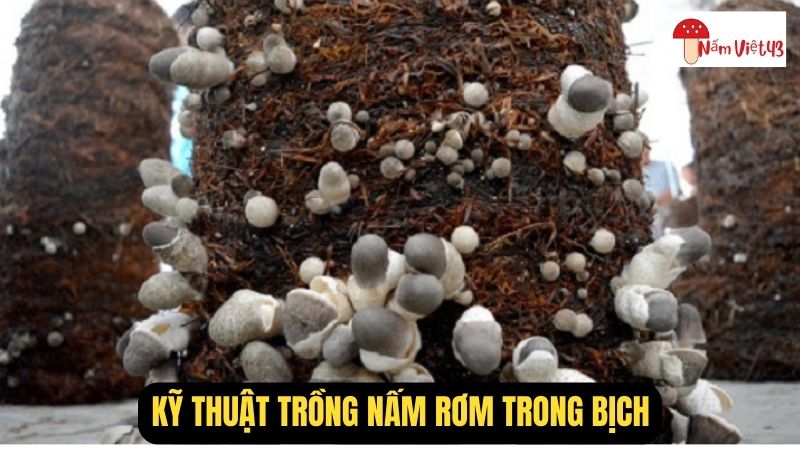 Lưu Ý Khi Trồng Và Chăm Sóc Nấm Rơm