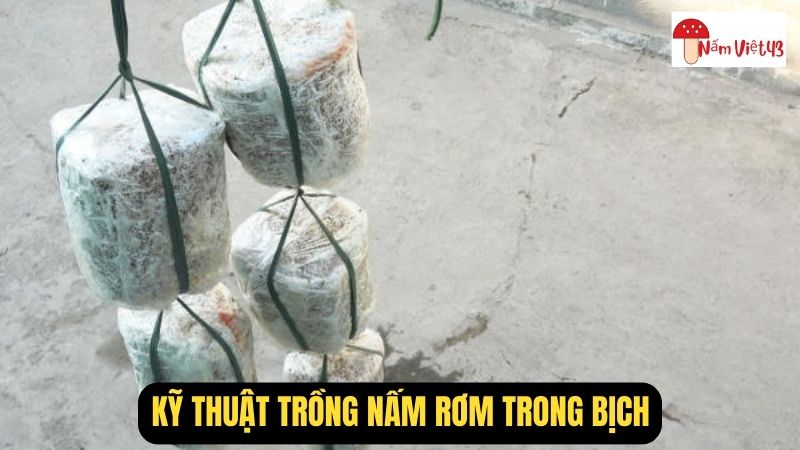 Kỹ Thuật Trồng Nấm Rơm Trong Bịch