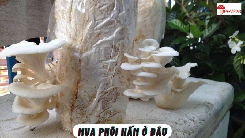 Mua Phôi Nấm Ở Đâu