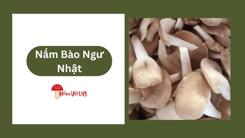 Tổng Quan Về Nấm Bào Ngư Nhật