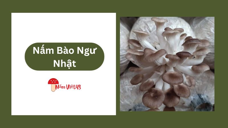 Đặc Điểm Sinh Học Của Nấm Bào Ngư Nhật