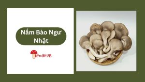 Nấm Bào Ngư Nhật