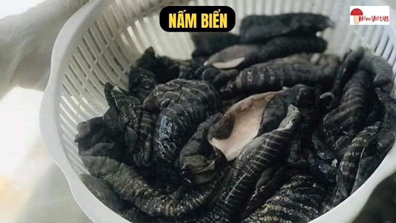 Nấm Biển