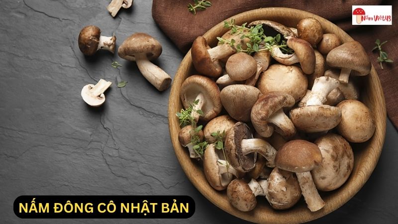 Nấm Đông Cô Nhật Bản