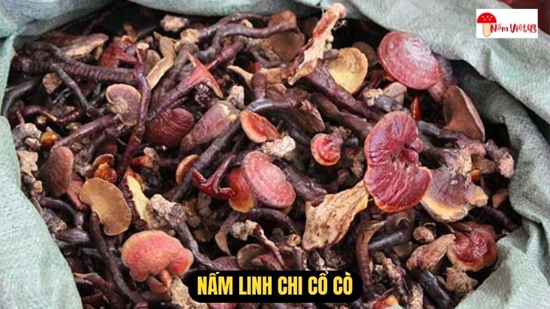 Nấm Linh Chi Cổ Cò