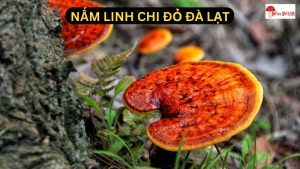 Nấm Linh Chi Đỏ Đà Lạt