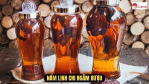 Nấm Linh Chi Ngâm Rượu