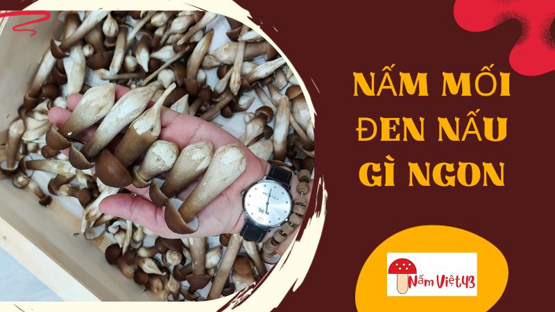 Cách Chọn Nấm Mối Đen Tươi Ngon