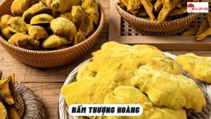 Nấm Thượng Hoàng