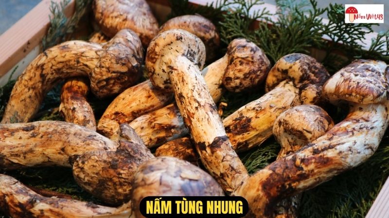 Nấm Tùng Nhung