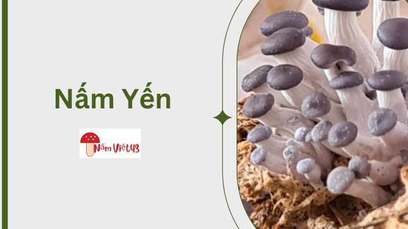 Nấm Yến Là Nấm Gì?