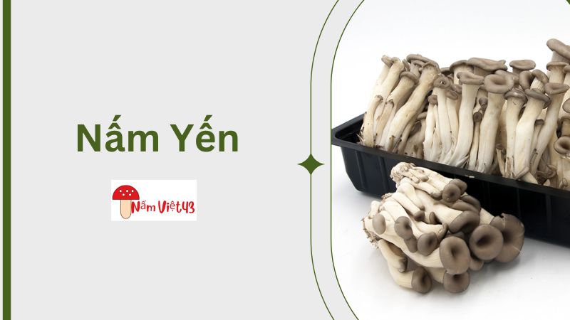 Cách Bảo Quản Nấm Yến Luôn Tươi Ngon