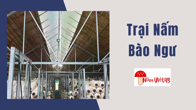 Thiết Kế Trại Nấm Bào Ngư Cơ Bản