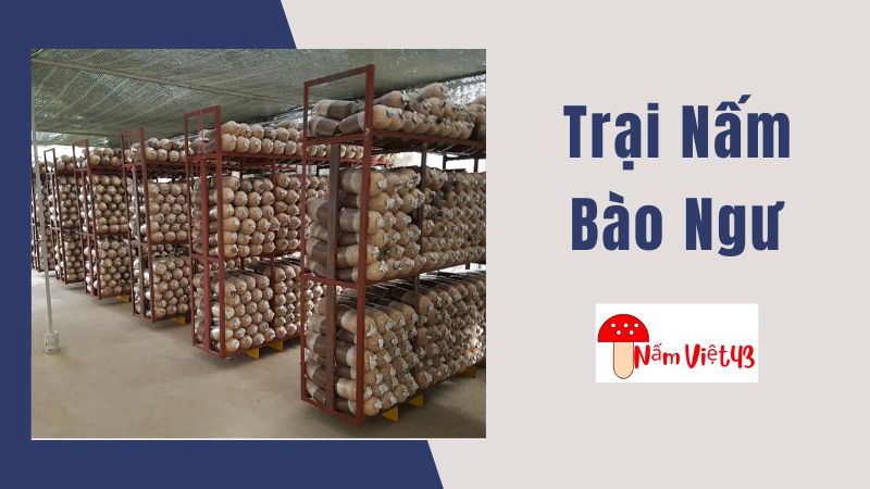 Quy Mô Xây Dựng Trại Nấm Bào Ngư