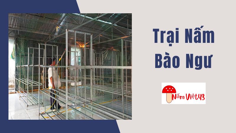 Xây Dựng Trại Nấm Bào Ngư Mới