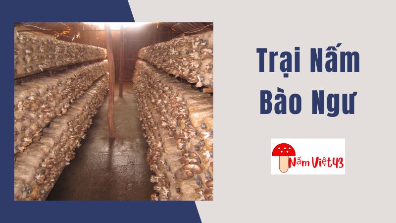 Trại Nấm Bào Ngư