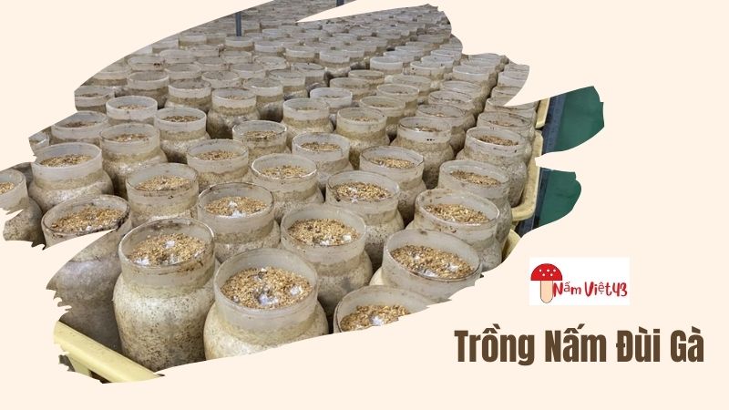 Cần Chuẩn Bị Những Gì Trước Khi Trồng Nấm Đùi Gà?