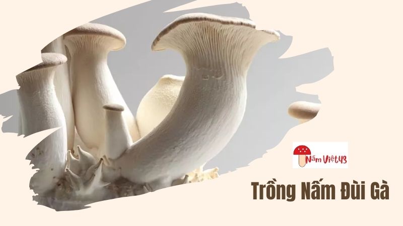 Trồng Nấm Đùi Gà