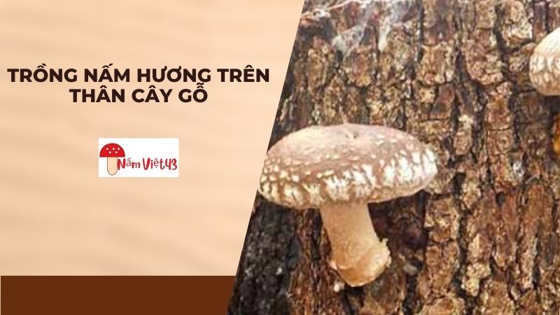 Cách Chọn Gỗ Trồng Nấm Hương