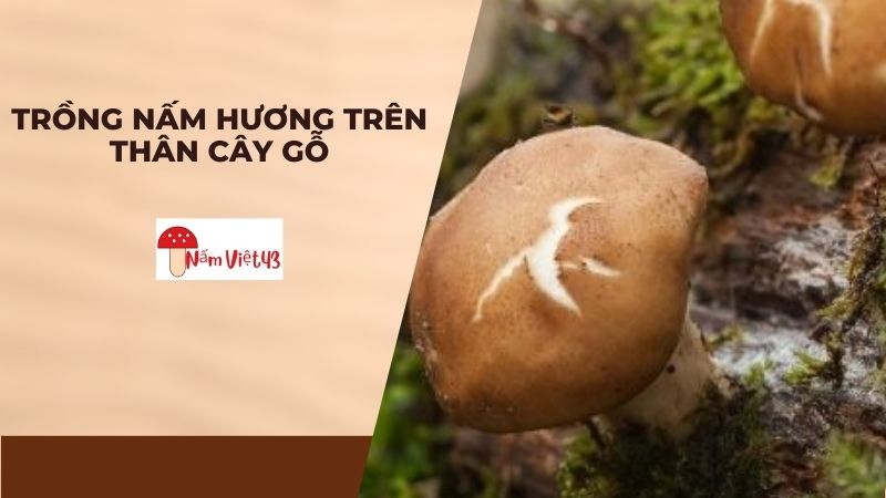 Trồng Nấm Hương Trên Thân Cây Gỗ