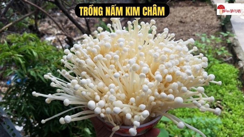 Trồng Nấm Kim Châm