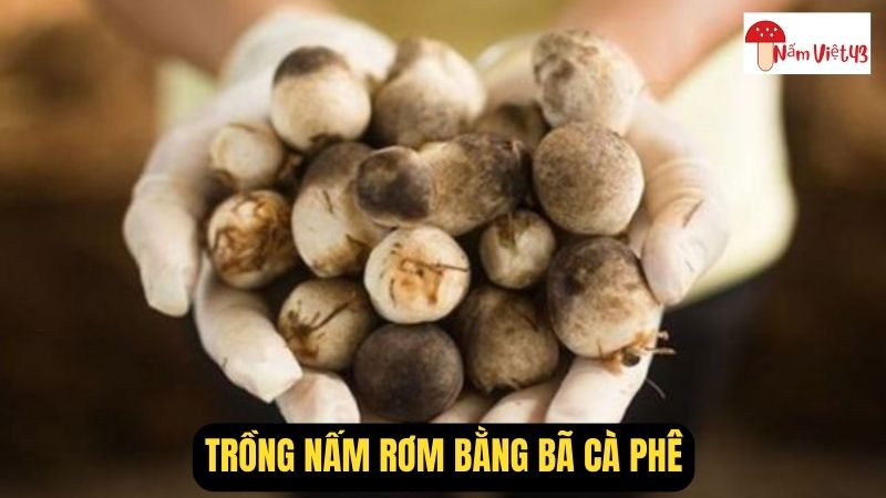 Cách Trồng Nấm Rơm Bằng Bã Cà Phê