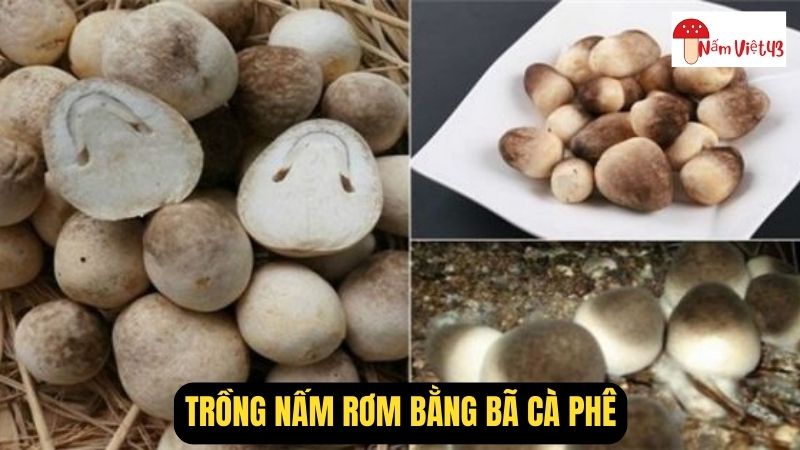 Thu Hoạch Nấm Rơm