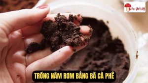 Trồng Nấm Rơm Bằng Bã Cà Phê