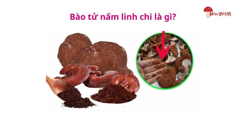 Bào tử nấm linh chi là gì?