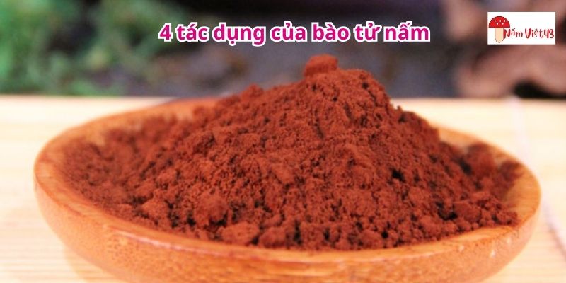 4 tác dụng của bào tử nấm