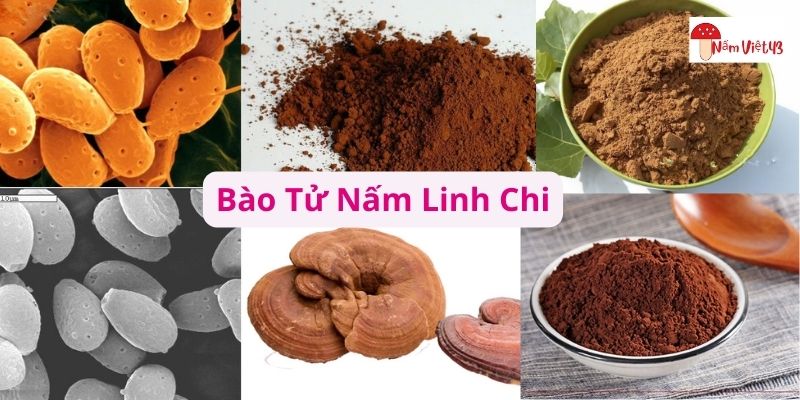 bào tử nấm linh chi